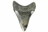Fossil Megalodon Tooth - South Carolina #170555-1